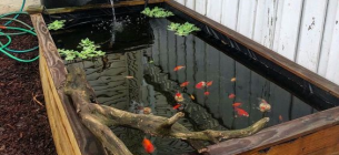 Aneka Desain Kolam Budidaya Ikan Konsumsi Skala Rumahan